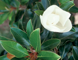 Southern Magnolia Little Gem.